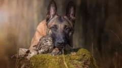 Neuveriteľné priateľstvo shepherd ingo a sovy poľsko